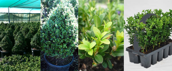 buxus